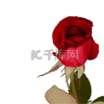红色玫瑰花绽开动态元素花花