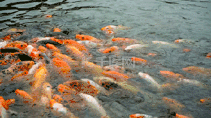 池塘鲤鱼抢食浮出水面gif动态图片下载 千库网