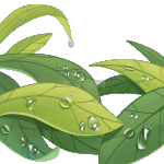 24节气白露绿色绿叶露珠叶子植物流动手绘插画