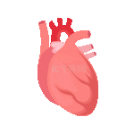 心脏人体器官心跳心脏跳动动态图
