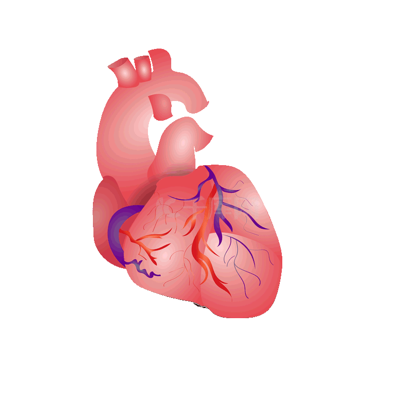 人体心脏跳动医学医疗内脏器官动图gif