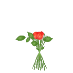 一束红色玫瑰花开花