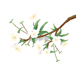 春天梨花白色花朵花枝枝叶植物树枝动图gif