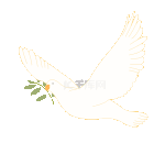 白色鸽子白鸽和平鸽叼着橄榄枝飞翔动图gif