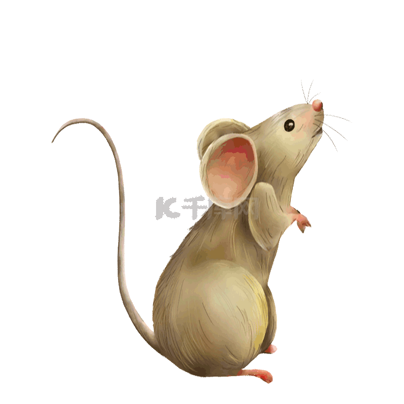 小老鼠写实动物十二生肖动图gif