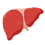 医疗人体器官立体肝脏卡通动图gif