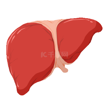 医疗人体器官立体肝脏卡通动图gif