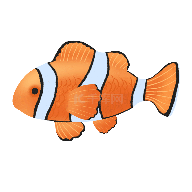 海洋生物鱼类可爱小丑鱼游泳卡通橙色动图gif