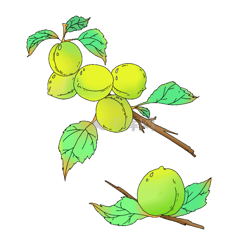 芒种青梅梅子绿色水果动图gif