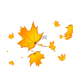 秋天落叶树叶变黄风吹飘落秋季梧桐树叶黄色动图gif
