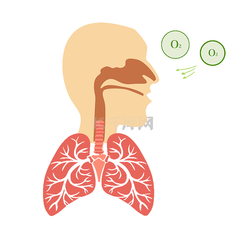 人体器官肺部呼吸动图手绘动图gif