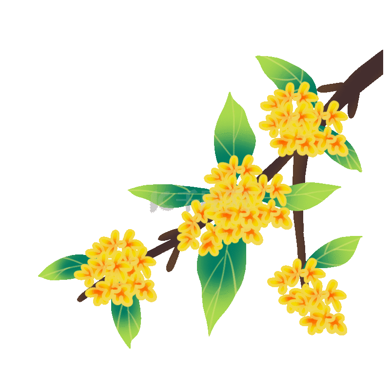 中国风中秋节桂花桂花树