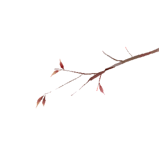 春天梨花白色花朵花枝枝叶植物树枝gif图素材gif图片素材下载-千库网