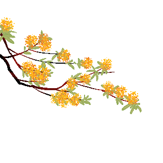 桂花树上桂花花瓣飘落黄色植物gif图素材gif图片素材下载-千库网