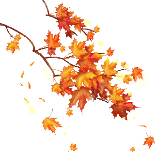 秋季光点枫叶掉落树枝落叶漂浮植物叶子