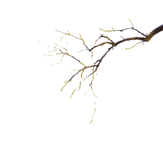 植物花枝落花唯美粉色花瓣花朵花gif图素材gif图片素材下载-千库网