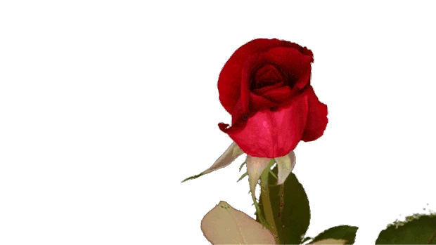 红色玫瑰花绽开gif图片元素花花