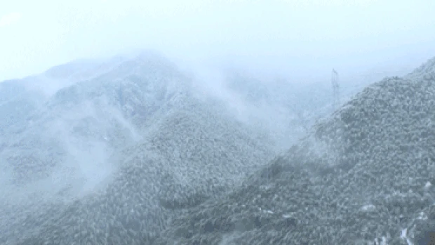 大雪过后的山间竹海风景实拍