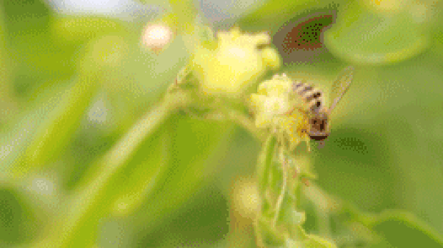 小蜜蜂在花朵采蜜实拍