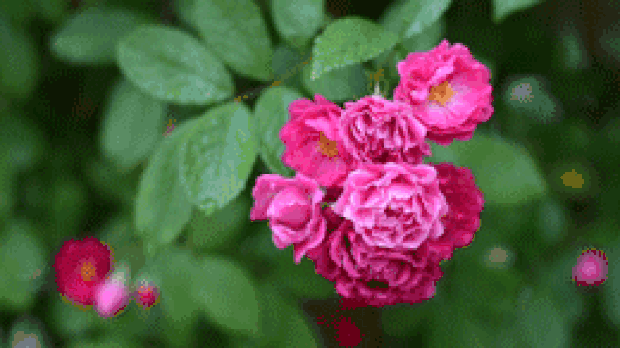 几朵沾满水珠的蔷薇花实拍