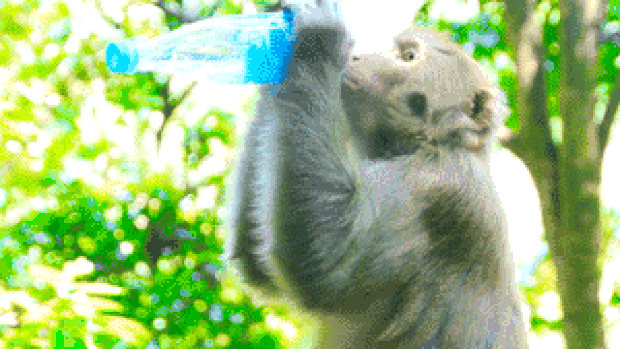 实拍动物园猴子喝水
