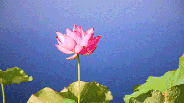 池中粉红莲花实拍