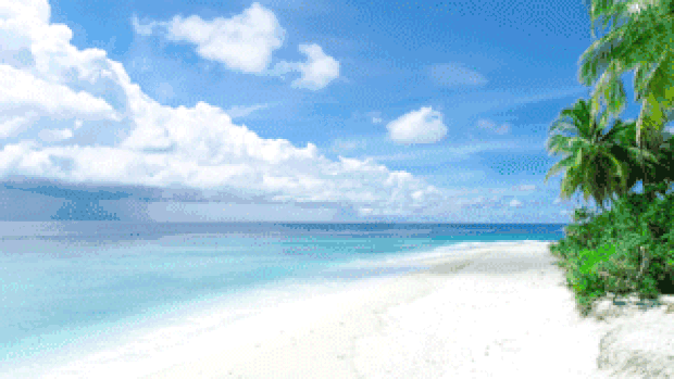 海边沙滩椰子树风景实拍海