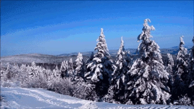 冬季大雪树林雪景实拍