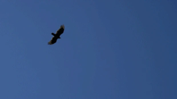 老鹰遨游天空蓝天实拍