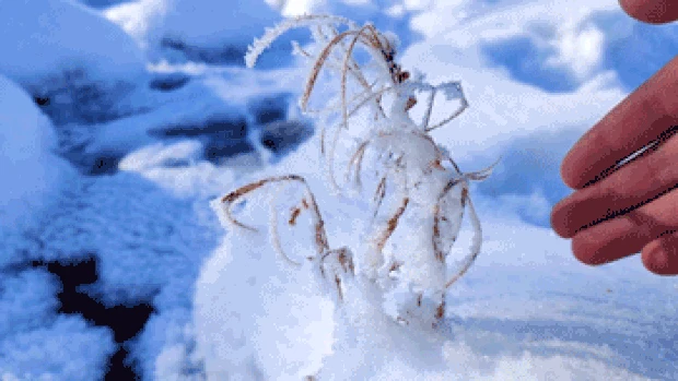 慢动作植物上的白雪实拍
