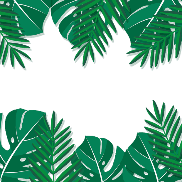 夏季夏天夏日热带龟叶棕榈树树叶边框