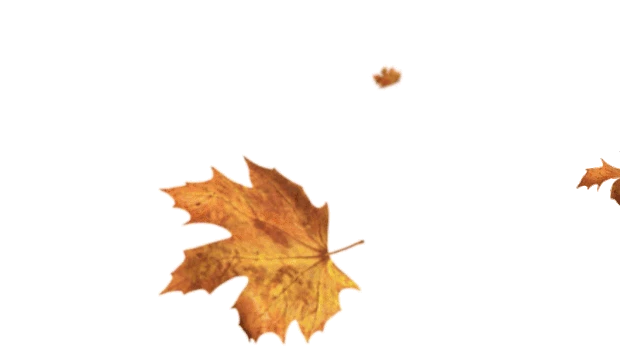 唯美秋天枫叶落下落叶gif图片元素