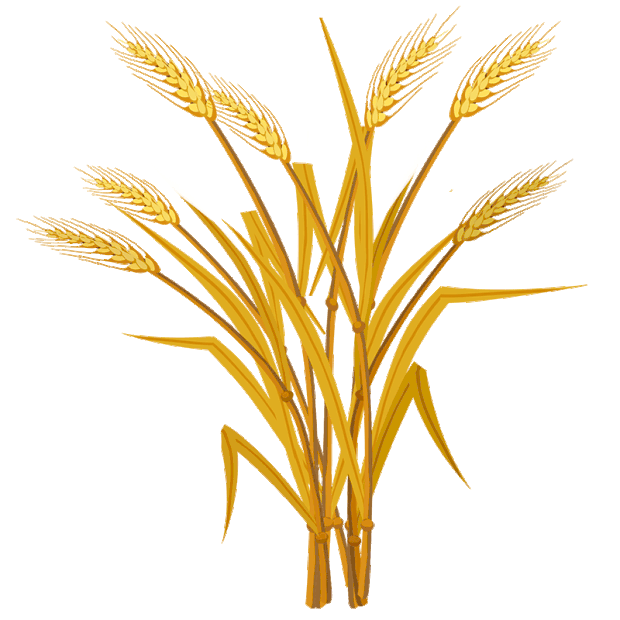 小麦麦子粮食丰收gif图芒种