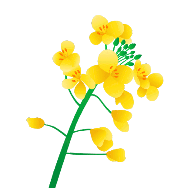 黄色油菜花植物花朵