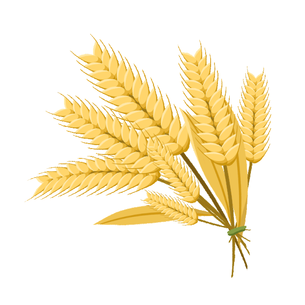 芒种成熟的金色麦穗麦子小麦粮食丰收随风飘动