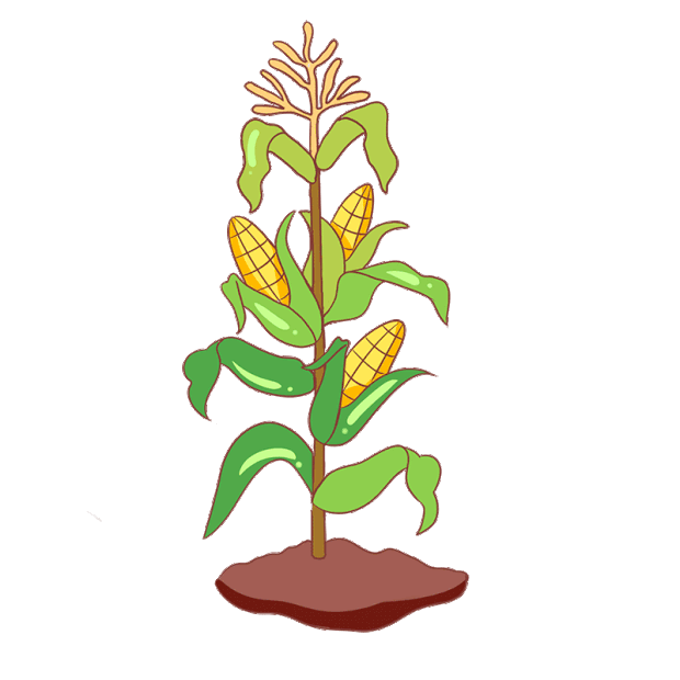 农作物玉米手绘插画gif图素材