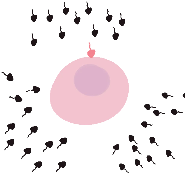 可爱生物卵细胞精子受精卵繁殖繁育gif图素材
