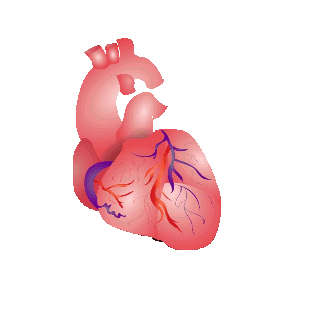 人体心脏跳动医学医疗内脏器官gif图素材