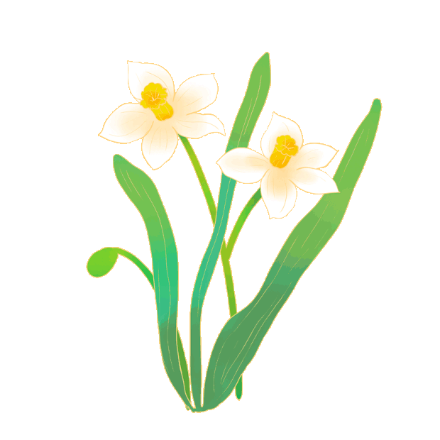 白色水仙花绿植花朵gif图素材