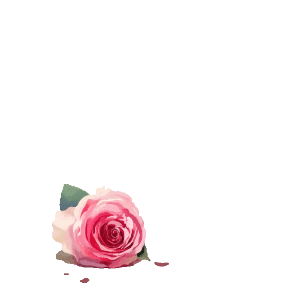玫瑰花瓣花朵飘落飞落飘散唯美浪漫装饰gif图素材