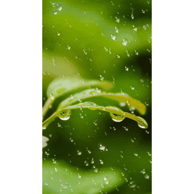 春天雨水下雨雨滴竖版视频背景海报gif图素材