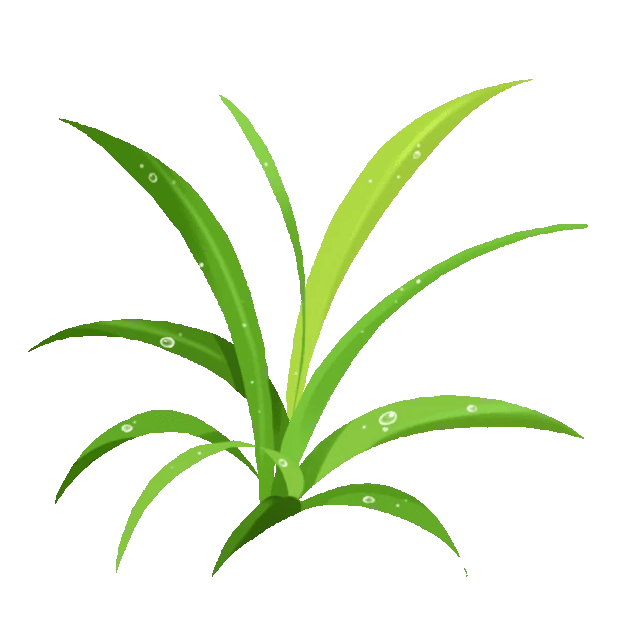 植物小草叶子绿叶水珠露珠绿色gif图素材