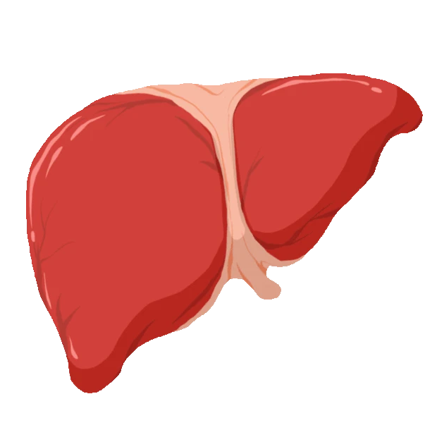 医疗人体器官立体肝脏卡通gif图素材