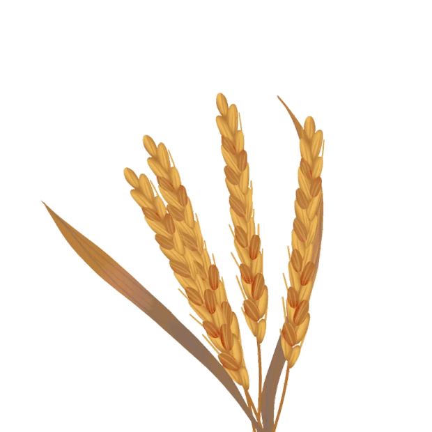 芒种小麦麦子麦穗黄色gif图素材