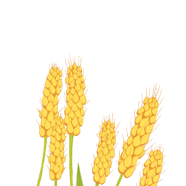 芒种麦穗小麦黄色gif图素材
