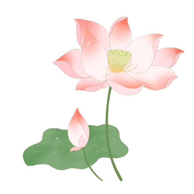 粉色荷花中国风夏天夏季花朵gif图素材