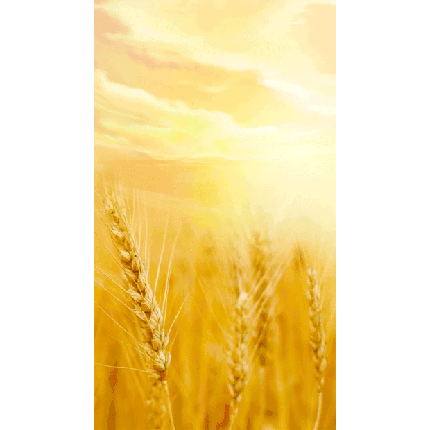 芒种小麦麦田麦穗实景竖版视频背景海报gif图素材