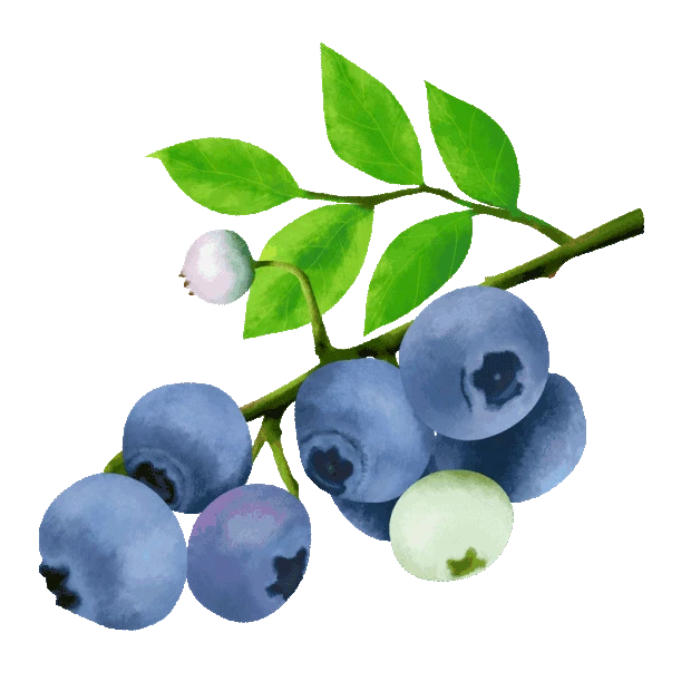 树枝上的蓝莓水果gif图素材