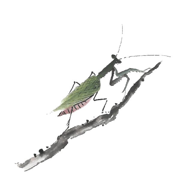 树枝上的螳螂昆虫水墨中国风gif图素材