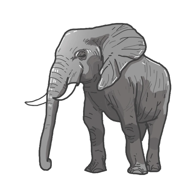 野生动物大象gif图素材